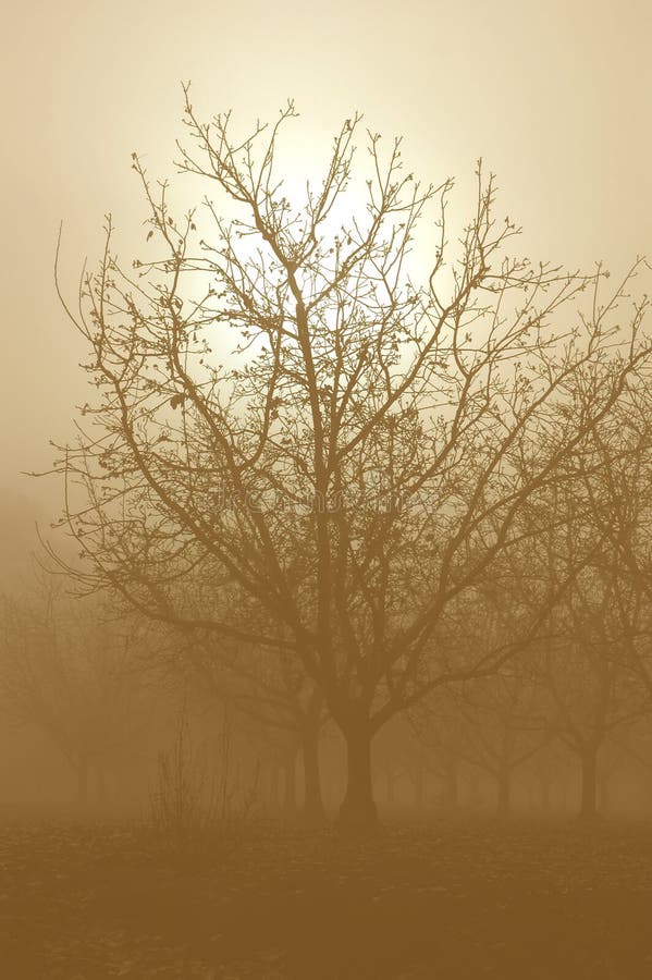 Soft Sepia Tone Silhouette Sunrise Through a Grove of Bare Walnut Trees in Fog. Soft Sepia Tone Silhouette Sunrise Through a Grove of Bare Walnut Trees in Fog