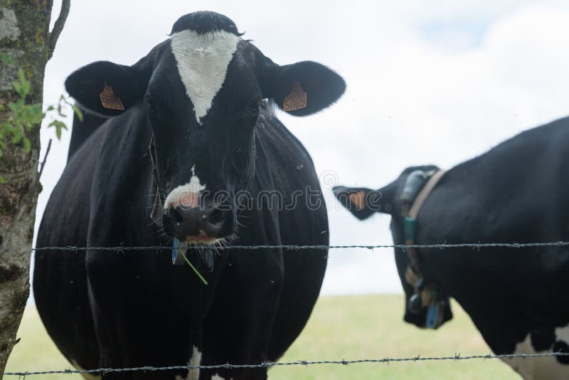 two black dotted cows in the field. two black dotted cows in the field