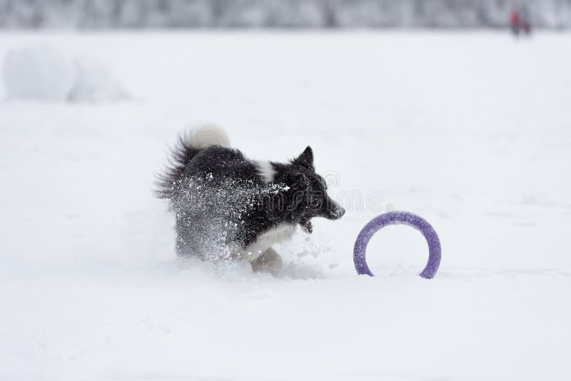 Шаловливая Коллиа границы на замороженном льде Зима Snowy в предпосылке играть игрушку стоковая фотография rf Шаловливая Коллиа границы на замороженном льде Зима Snowy в предпосылке играть игрушку стоковая фотография rf