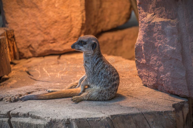 Шаловливое и любознательное suricate под теплым светом стоковые фото Шаловливое и любознательное suricate под теплым светом стоковые фото