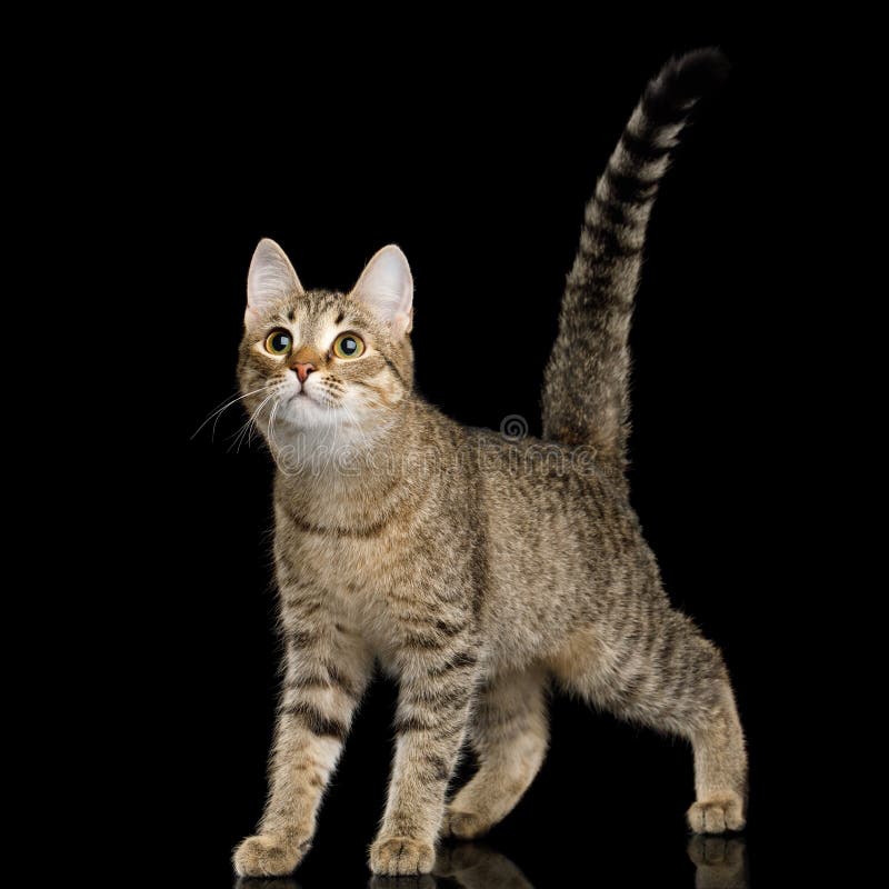 Шаловливый кот на изолированной черной предпосылке стоковая фотография Шаловливый кот на изолированной черной предпосылке стоковая фотография