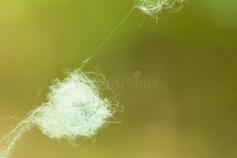 Шарик хлопка, catkins весны, паутин стоковое фото Шарик хлопка, catkins весны, паутин стоковое фото