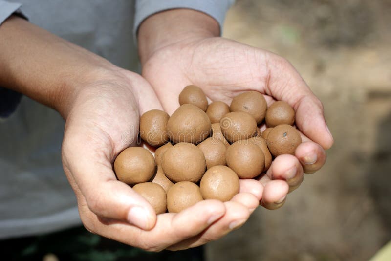 Seed balls made of clay soil and seeds. Seed balls made of clay soil and seeds