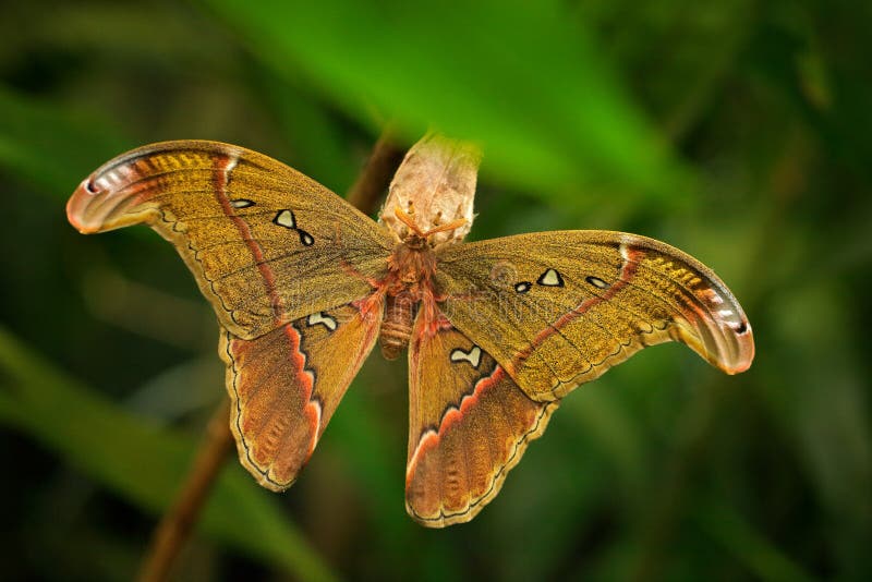 Beso de mariposa que significa