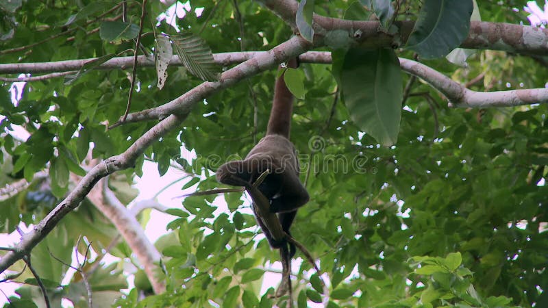 шерстяная обезьяна игриво питается ветвями деревьев в тропических лесах амазон.
