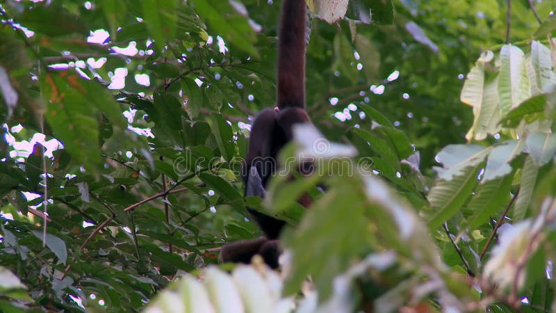 шерстяная обезьяна игриво питается ветвями деревьев в тропических лесах амазон.
