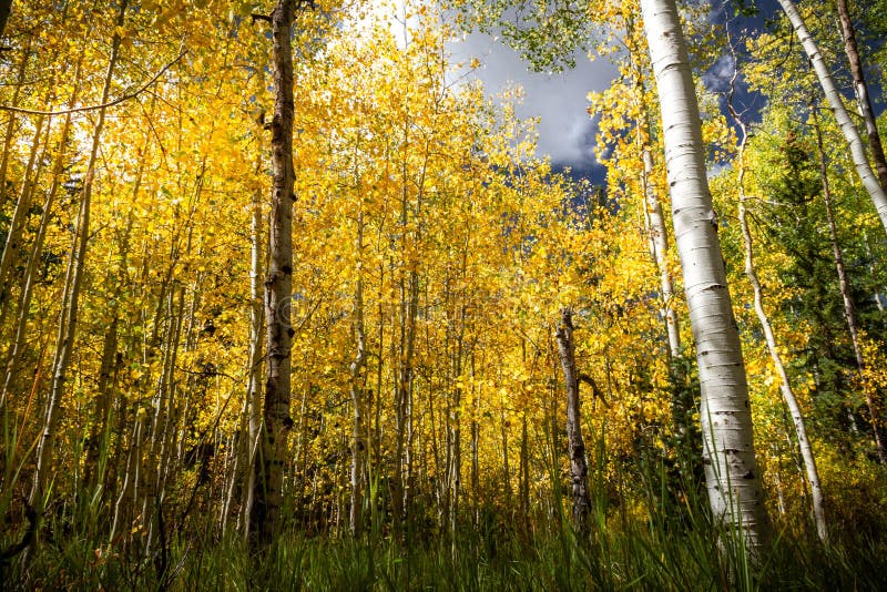 Gorgeous bright autumn forest scene with pine trees, aspens, and birch trees in the fall. Gorgeous bright autumn forest scene with pine trees, aspens, and birch trees in the fall.