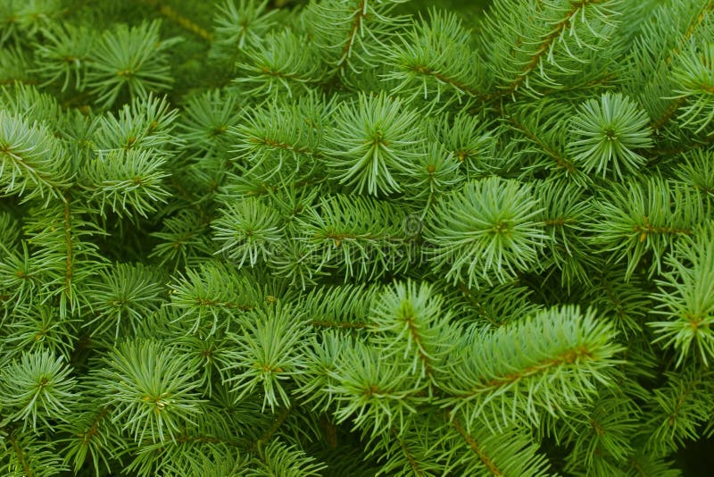 Brightly green prickly branches of a fur-tree or pine. Brightly green prickly branches of a fur-tree or pine