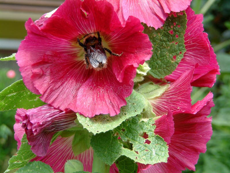 Шмель в розовом цвести hollyhock стоковое фото rf Шмель в розовом цвести hollyhock стоковое фото rf