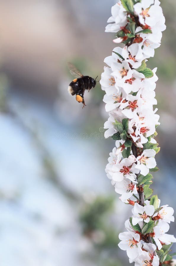 Шмель летает вокруг и собирает нектар от blossoming бюстгальтера стоковое изображение Шмель летает вокруг и собирает нектар от blossoming бюстгальтера стоковое изображение