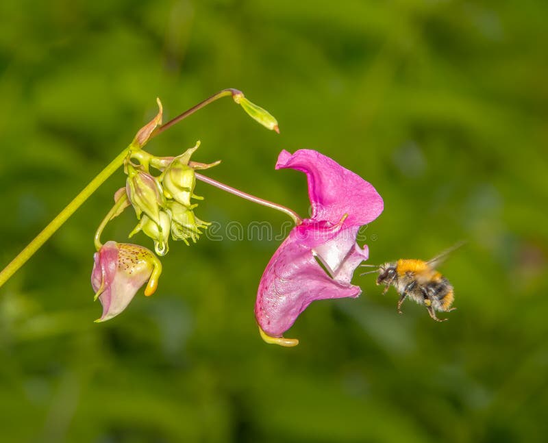 Шмель летает до розового glandulifera Impatiens цветка стоковые изображения rf Шмель летает до розового glandulifera Impatiens цветка стоковые изображения rf