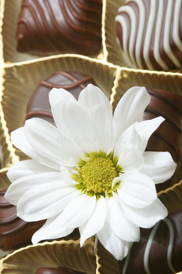 Chocolate candies and white flower. Chocolate candies and white flower.