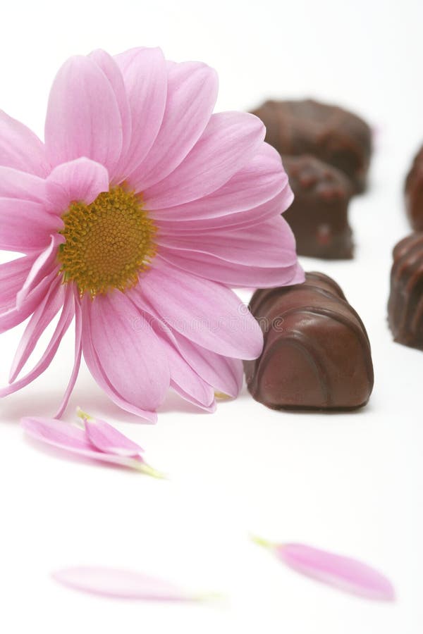 Chocolate candies and flower on white background. Chocolate candies and flower on white background.