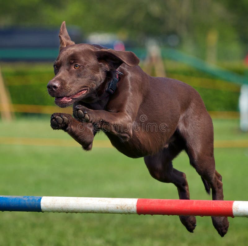шоколад labrador стоковые изображения rf шоколад labrador стоковые изображения rf