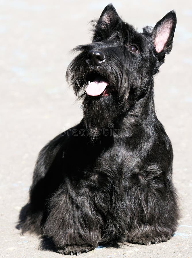 шотландский terrier шотландский terrier