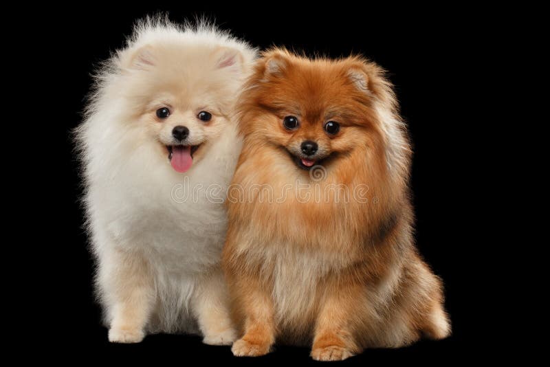 Шпиц 2 меховой белый красный Pomeranian выслеживает сидеть, изолированный усмехаться стоковое изображение rf Шпиц 2 меховой белый красный Pomeranian выслеживает сидеть, изолированный усмехаться стоковое изображение rf