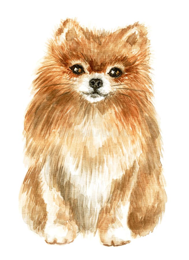 Шпиц-собака Pomeranian иллюстрация штока Шпиц-собака Pomeranian иллюстрация штока