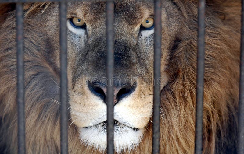 Lion looking through zoo cage. Lion looking through zoo cage.