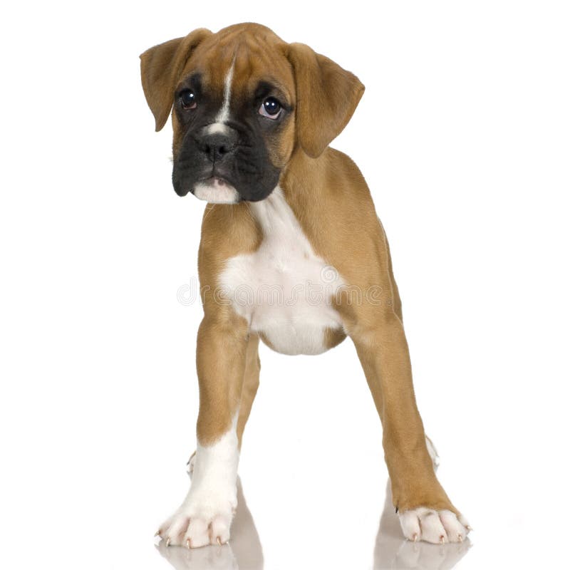 Puppy Boxer in front of white background. Puppy Boxer in front of white background