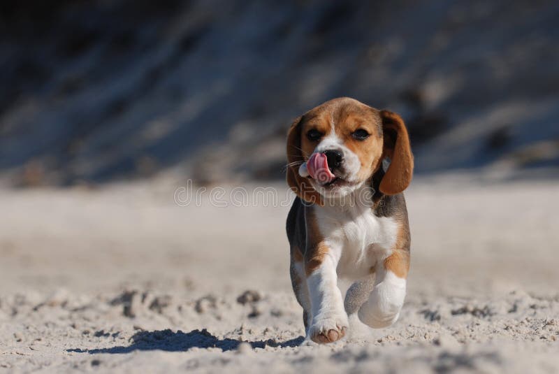 щенок beagle стоковые фотографии rf