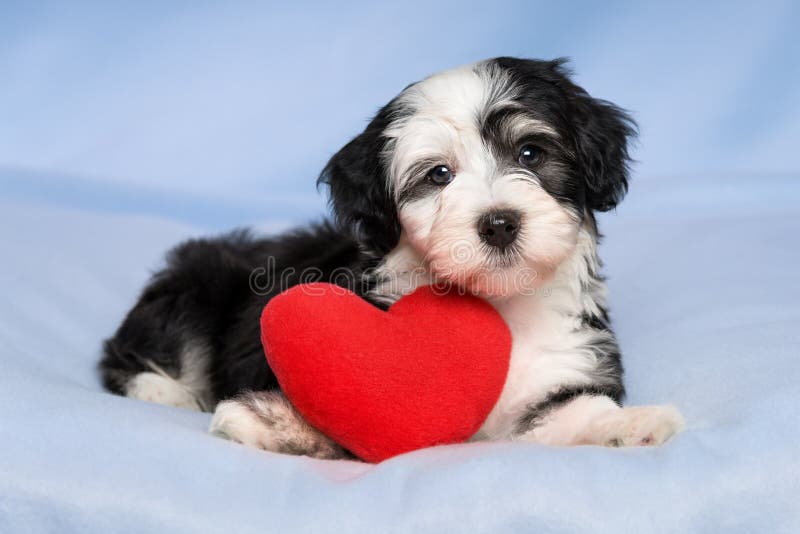 Щенок Havanese валентинки любовника лежит на голубом одеяле стоковая фотография rf