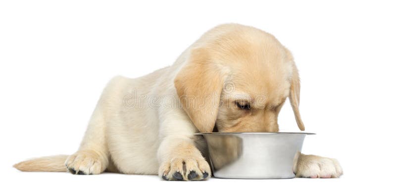 Labrador Retriever Puppy lying and eating from his bowl, (2 months old), isolated on white. Labrador Retriever Puppy lying and eating from his bowl, (2 months old), isolated on white