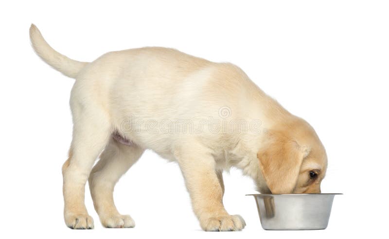 Labrador Retriever Puppy standing and eating from his dog bowl, 2 months old, isolated on white. Labrador Retriever Puppy standing and eating from his dog bowl, 2 months old, isolated on white