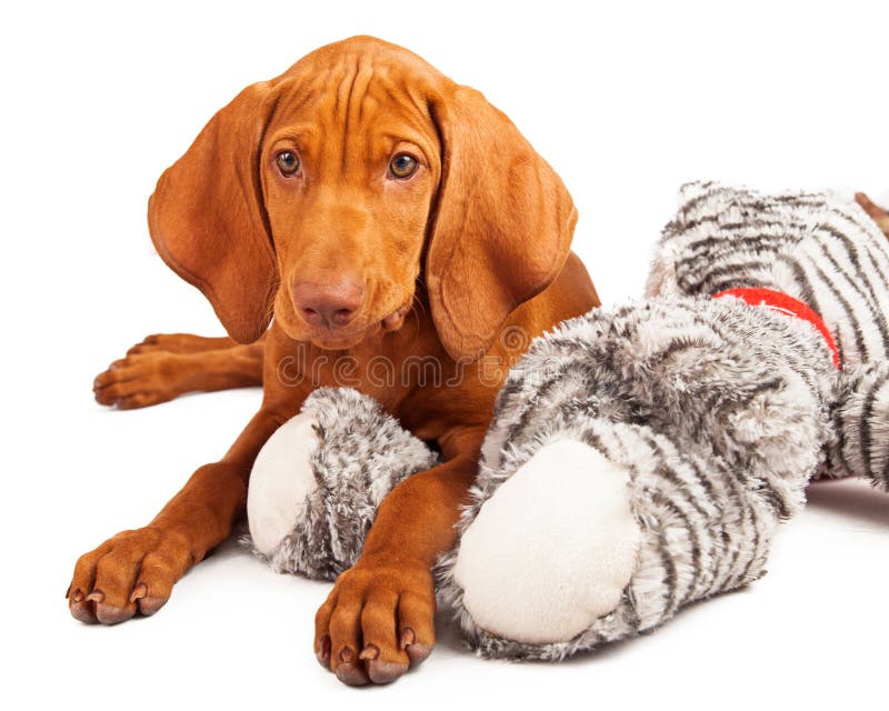Щенок Vizsla кладя на заполненную игрушку стоковые фото