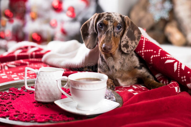 Christmas morning and coffee cup, next to the sofa is a dog. Christmas morning and coffee cup, next to the sofa is a dog