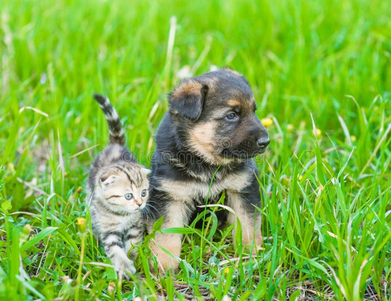 Щенок немецкой овчарки и крошечный котенок смотря прочь совместно на зеленой траве стоковое изображение