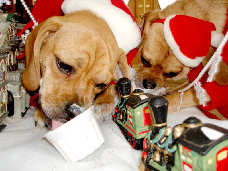 2 puggles eating ice cream during christmas. 2 puggles eating ice cream during christmas