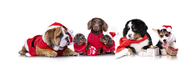 New Year`s puppy, Christmas dog puppy. New Year`s puppy, Christmas dog puppy