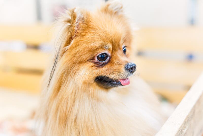 Щенок собаки шпица Pomeranian стоя в деревянной коробке и любознательном смотреть прочь Милый счастливый конец-вверх портрета с о стоковая фотография rf Щенок собаки шпица Pomeranian стоя в деревянной коробке и любознательном смотреть прочь Милый счастливый конец-вверх портрета с о стоковая фотография rf