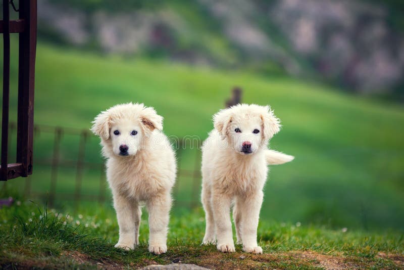 2 щенят большой Pyrenean собаки горы стоковое изображение rf 2 щенят большой Pyrenean собаки горы стоковое изображение rf