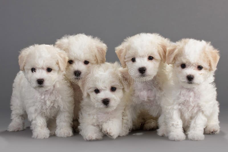 щенята frise bichon щенята frise bichon