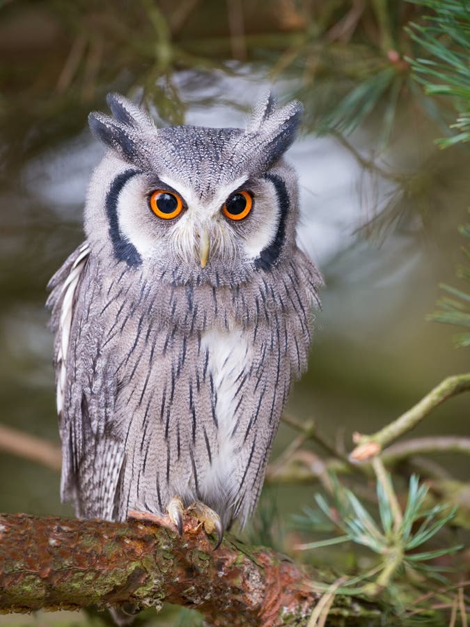ые scops сыча белые стоковое фото rf