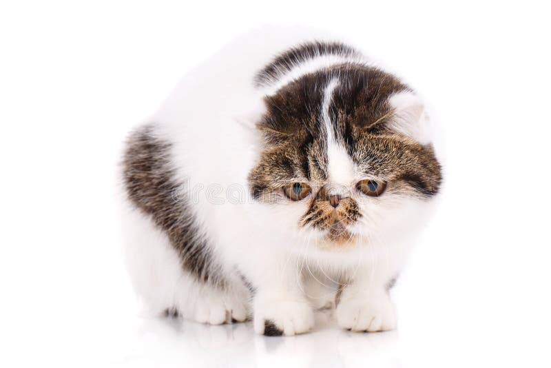 Экзотический кот shorthair, стоковые фото Экзотический кот shorthair, стоковые фото