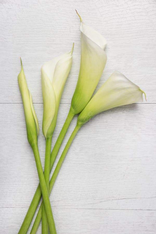 Элегантный цветок весны, лилия calla стоковые фотографии rf Элегантный цветок весны, лилия calla стоковые фотографии rf