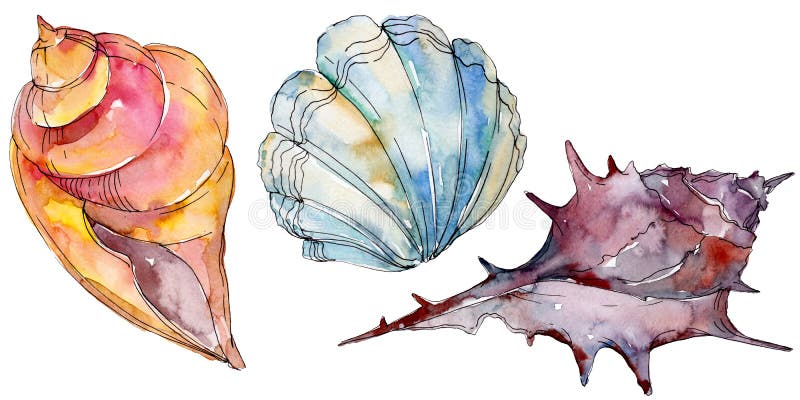 Элементы seashell пляжа лета тропические r Изолированный элемент иллюстрации раковины иллюстрация штока Элементы seashell пляжа лета тропические r Изолированный элемент иллюстрации раковины иллюстрация штока