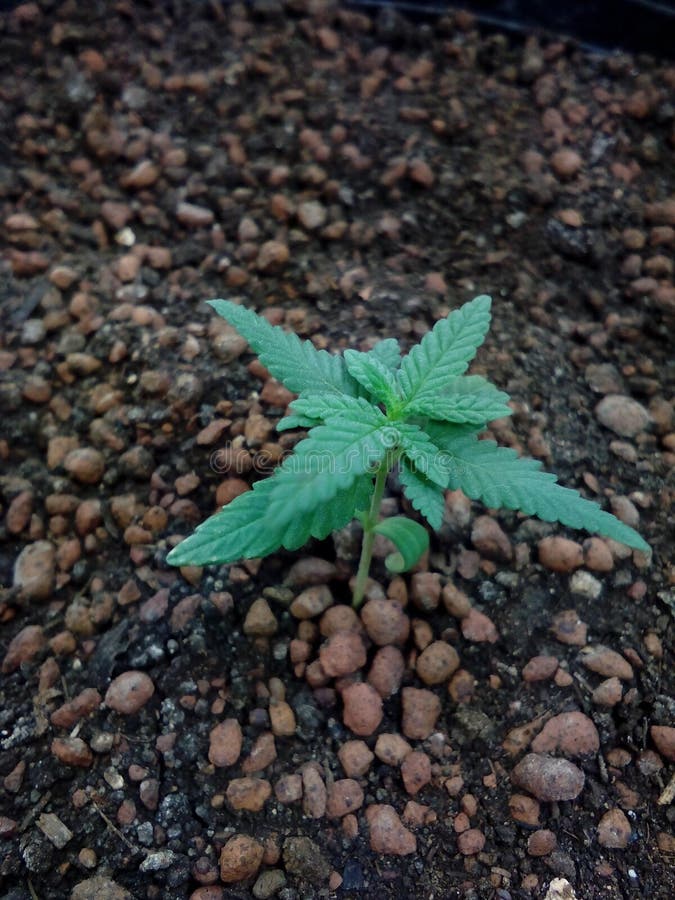 марихуана рост