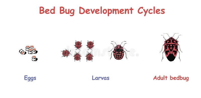 Development Bugs