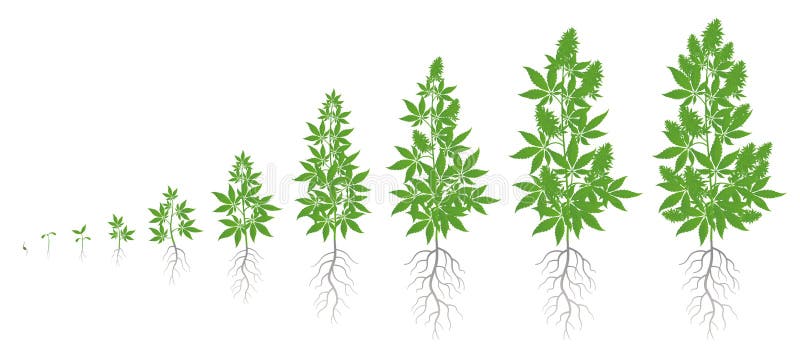 Конопля стадии семена марихуаны употребление
