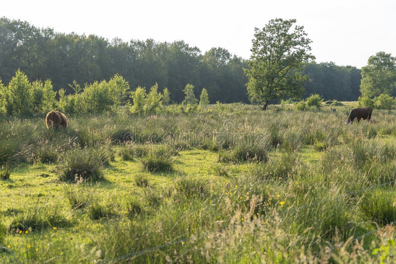 These cattle graze during the low midday sun in a pasture around Exloo, The Netherlands 2. These cattle graze during the low midday sun in a pasture around Exloo, The Netherlands 2.