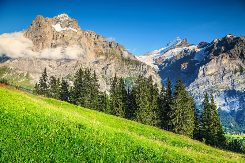 Эффектное зеленое поле с высокими снежными горами, Grindelwald, Швейцария стоковая фотография rf Эффектное зеленое поле с высокими снежными горами, Grindelwald, Швейцария стоковая фотография rf