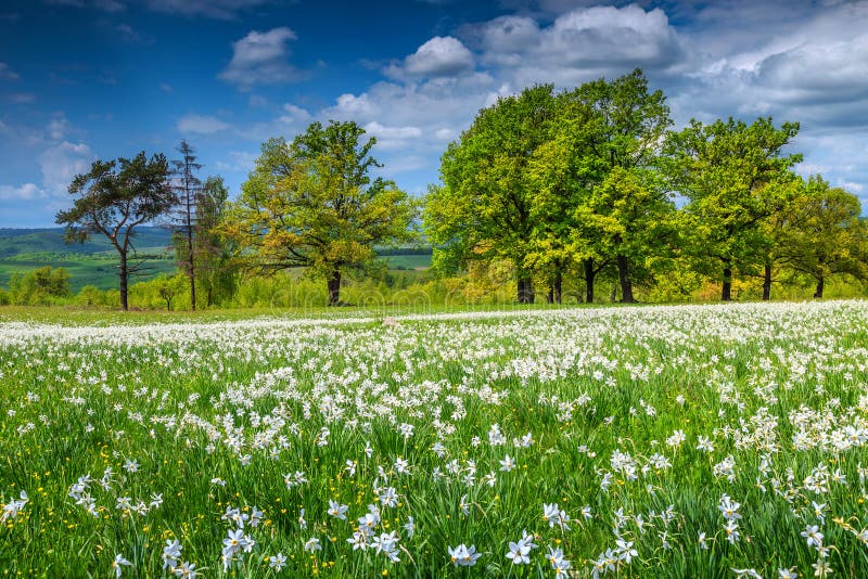 Эффектный ландшафт весны и белые daffodils цветут в Трансильвании, Румынии стоковые изображения Эффектный ландшафт весны и белые daffodils цветут в Трансильвании, Румынии стоковые изображения