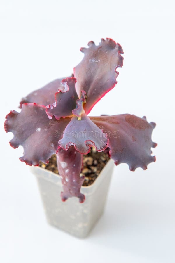 эчеверия арли райт (echeveria arlie wright). маленький зеленый цветок на белом фоне. стоковое изображение