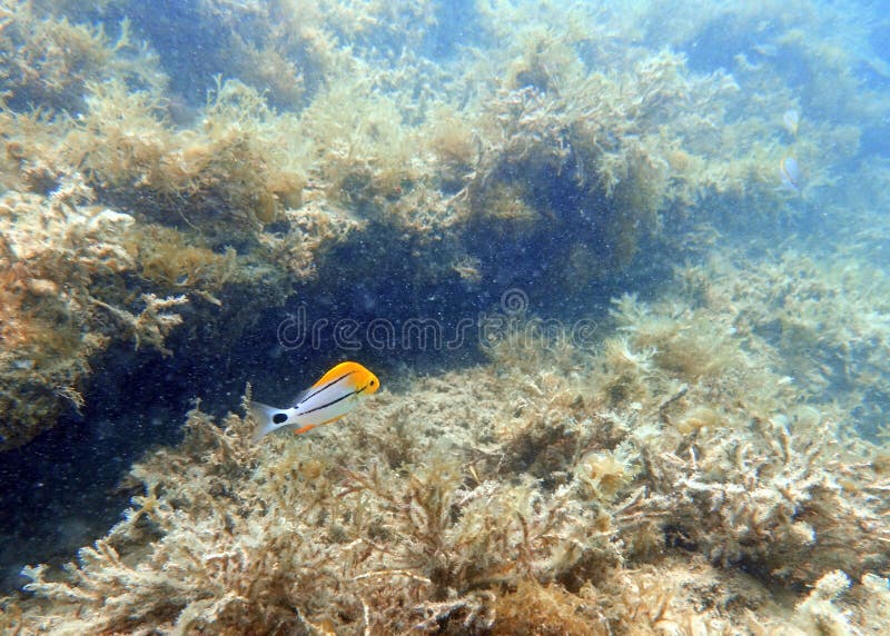 Ювенильное плавание Porkfish в океане стоковые фото Ювенильное плавание Porkfish в океане стоковые фото