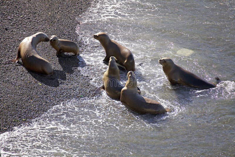 Южный - американские flavescens Otaria морсых львев на пляже на Punta Loma, Аргентине стоковые фото Южный - американские flavescens Otaria морсых львев на пляже на Punta Loma, Аргентине стоковые фото
