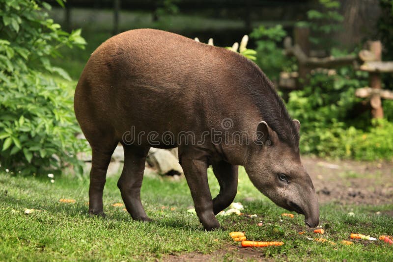 Южный - американский тапир (terrestris Tapirus) стоковые фотографии rf Южный - американский тапир (terrestris Tapirus) стоковые фотографии rf