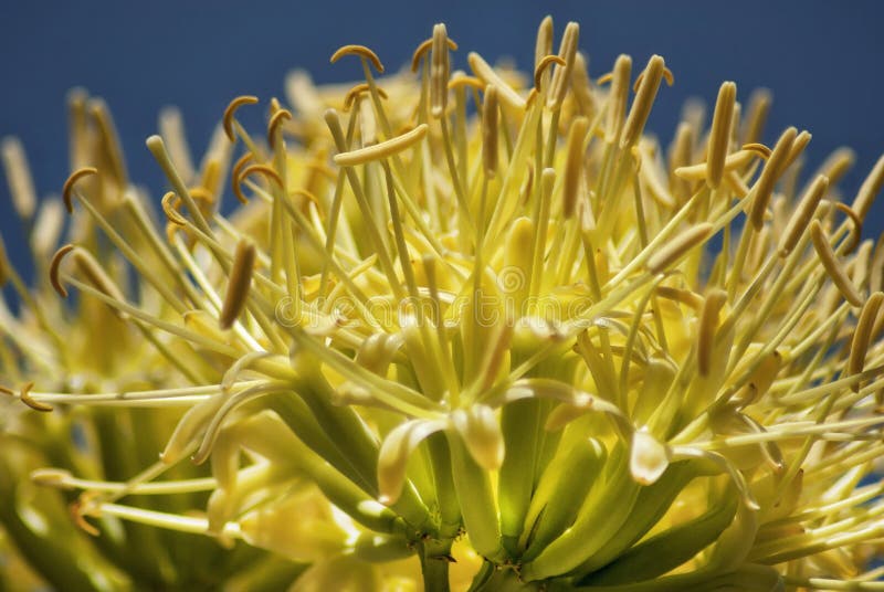 The bright yellow flower of a desert yucca plant. The bright yellow flower of a desert yucca plant.